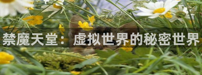动漫天堂下载：禁魔天堂：虚拟世界的秘密世界