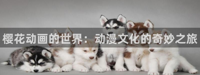 动漫天堂官网版入口：樱花动画的世界：动漫文化的奇妙之旅